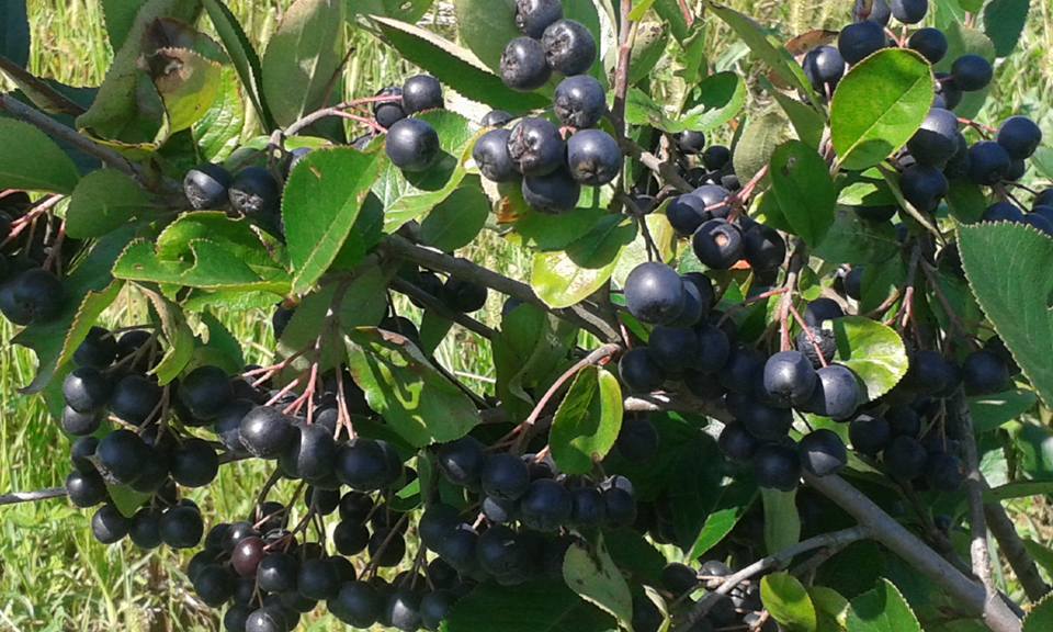 Što je sibirska aronija - Aronia melanocarpa